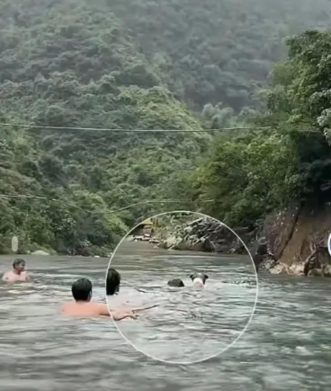 边牧神勇救人惊魂一刻！小伙溺水命悬一线