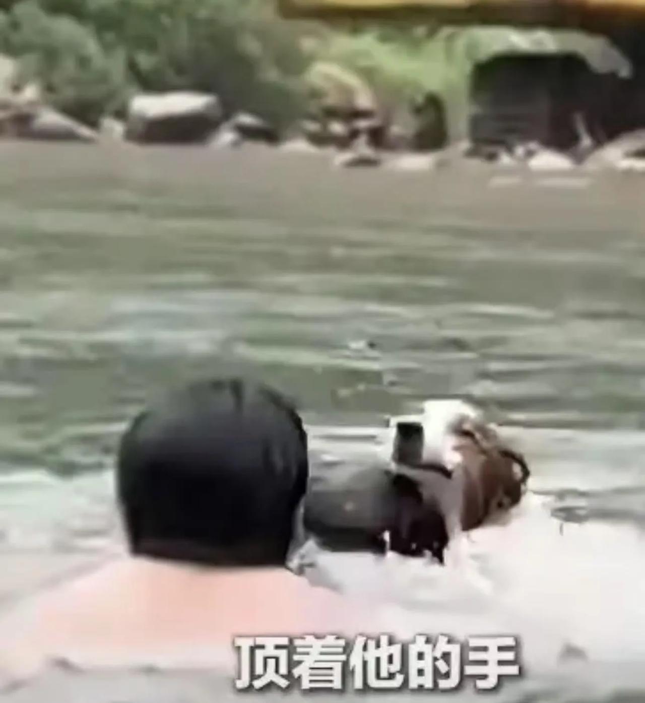 边牧神勇救人惊魂一刻！小伙溺水命悬一线